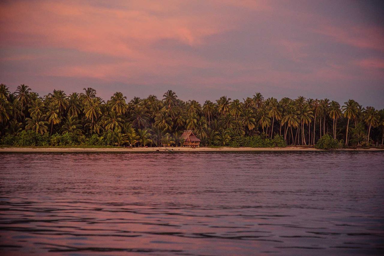 Line of palm trees along a shoreline under a pink sunset sky