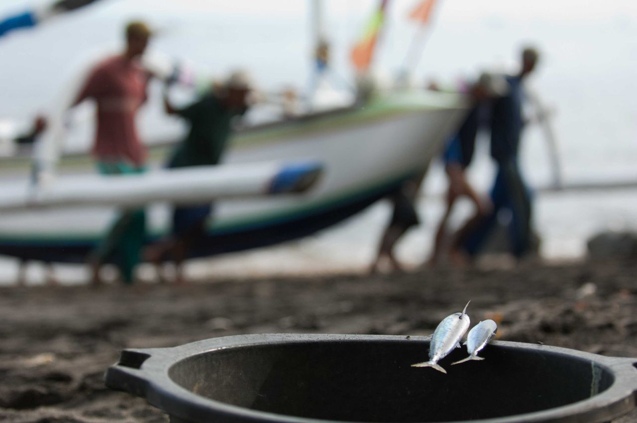People unloading a boat on a beach, with a fish in a bucket in the foreground