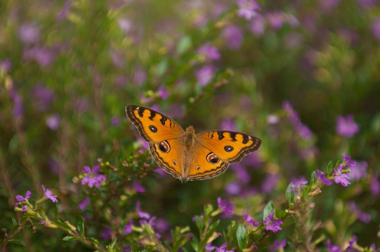 Orange butterfly resting on purple wildflowers