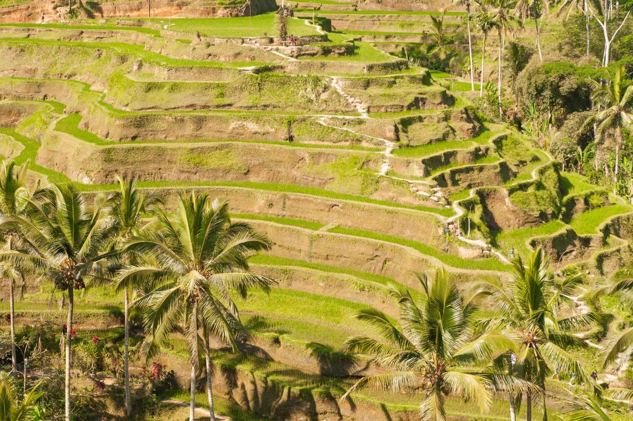 Terraced green rice fields with coconut palms