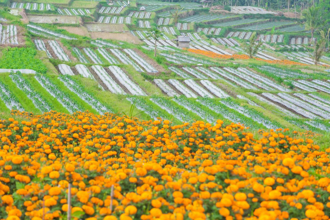 Field of orange marigolds in front of terraced vegetable farms