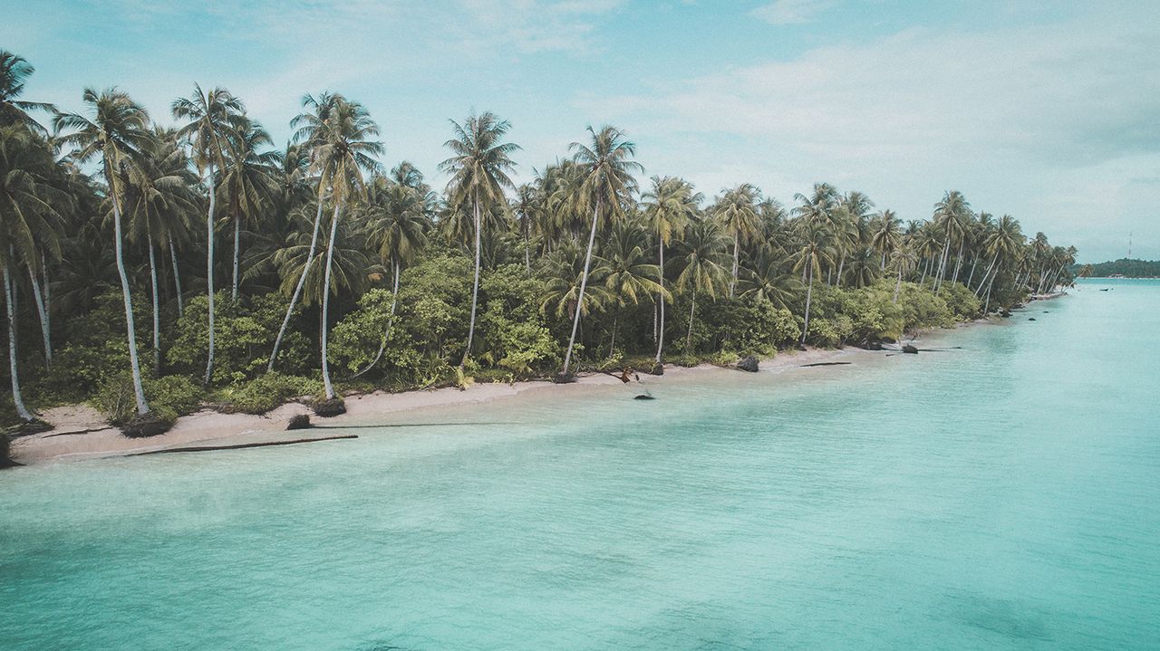 Palm-fringed beach with calm turquoise water